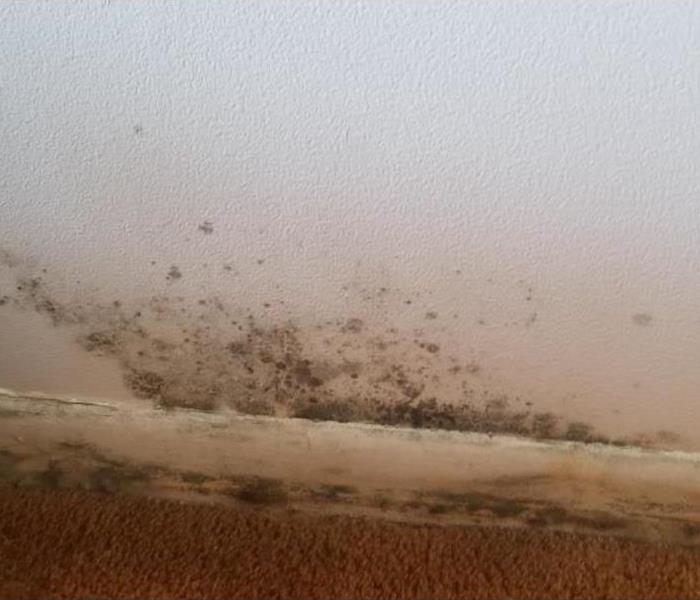 mold on wall and base board.